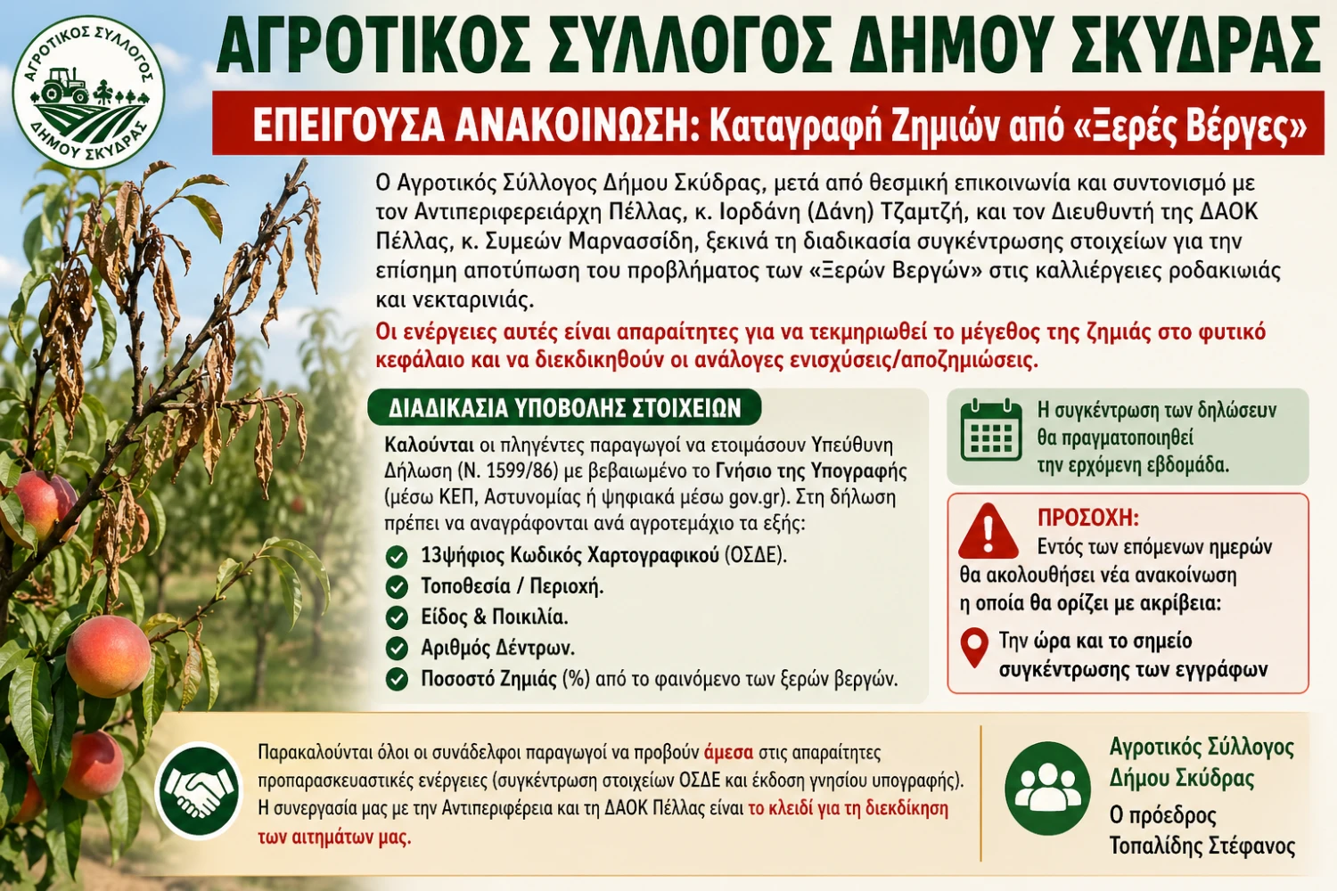 Συναγερμός στη Σκύδρα: Επείγουσα καταγραφή ζημιών από «Ξερές Βέργες» σε ροδάκινα και νεκταρίνια