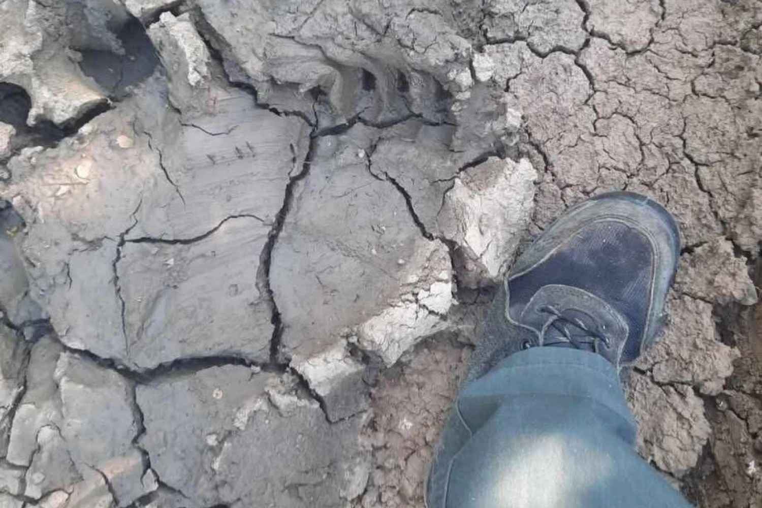 Εμφάνιση αρκούδας στα χωράφια με κεράσια στο Θεοδωράκι Αλμωπίας
