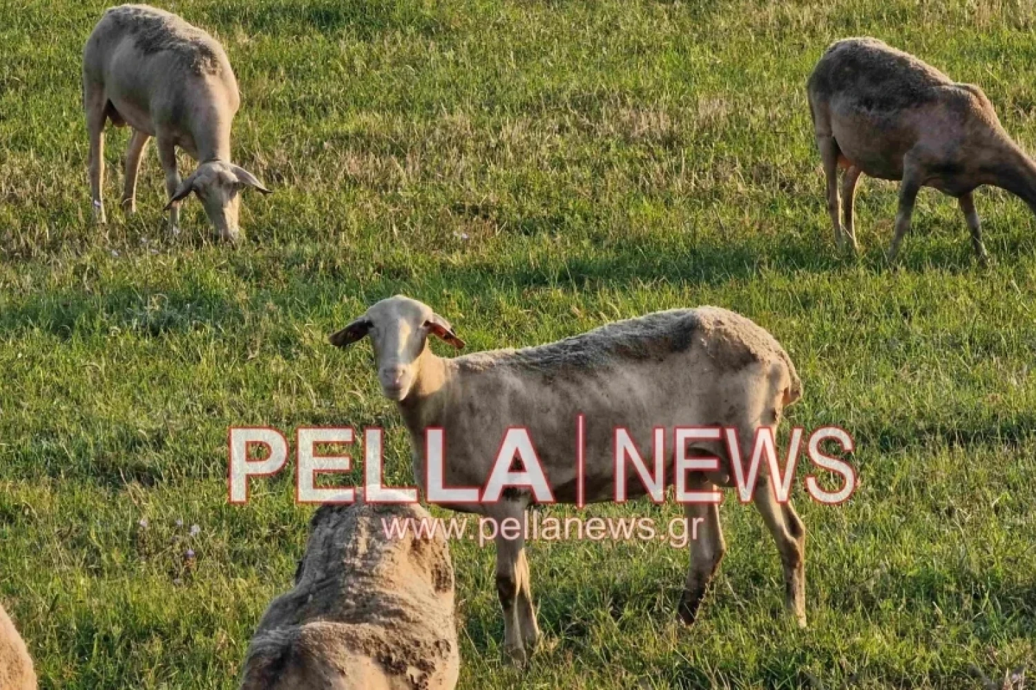 ΥΠΑΑΤ - Μια νέα ημέρα για την ελληνική κτηνοτροφία: Άνοιξε η ψηφιακή πλατφόρμα για τους ηλεκτρονικούς βώλους στα αιγοπρόβατα