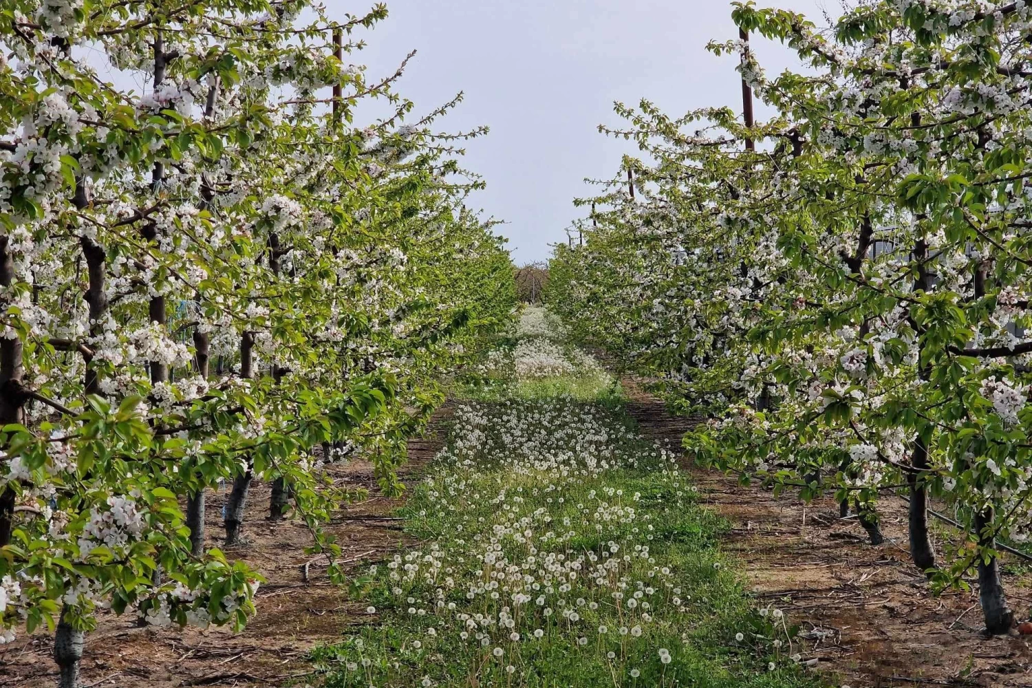 Επιστολή του Δήμου Έδεσσας για προβλήματα στις καλλιέργειες κερασιών και μήλων