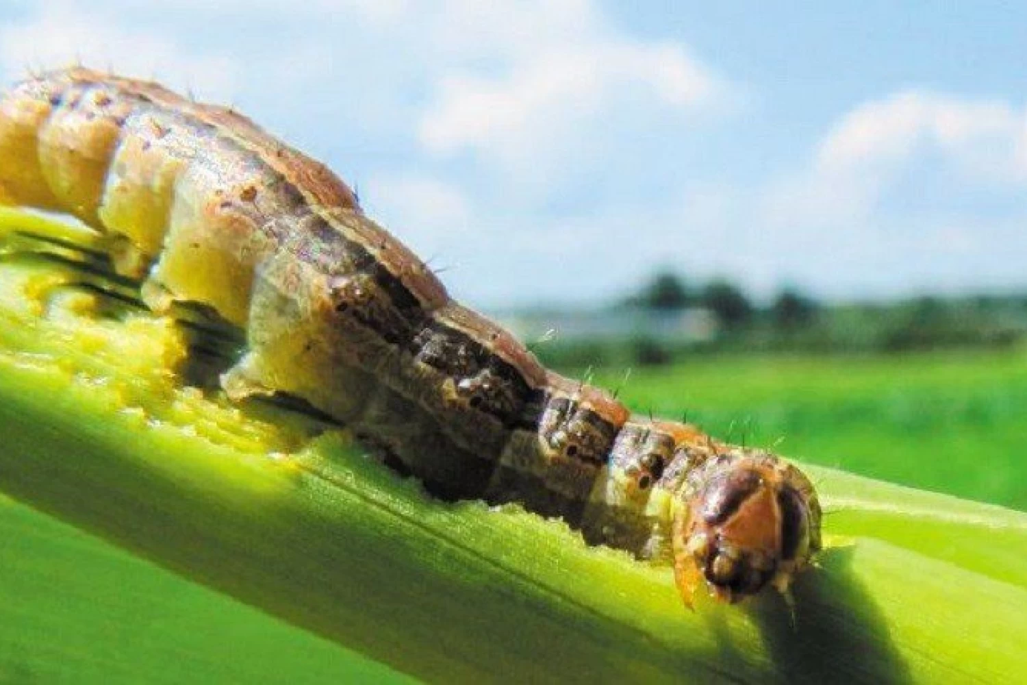 Δ. Αλμωπίας - Υπουργείο Αγροτικής Ανάπτυξης και Τροφίμων: Σχέδιο δράσης για την καταπολέμηση του επιβλαβούς οργανισμού Spodoptera frugiperda