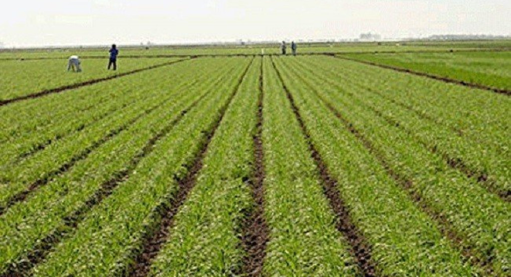 Επιστολή στον Πρωθυπουργό από ΣΕΑΣ και Ομοσπονδία Δενδροκαλλιεργητών 