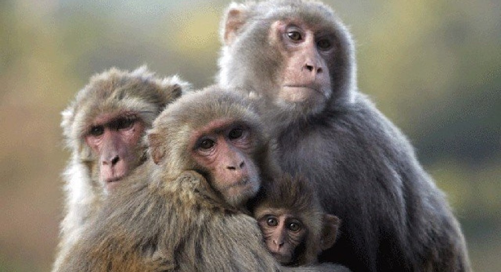 14 Δεκεμβρίου. Παγκόσμια Ημέρα της Μαϊμούς 