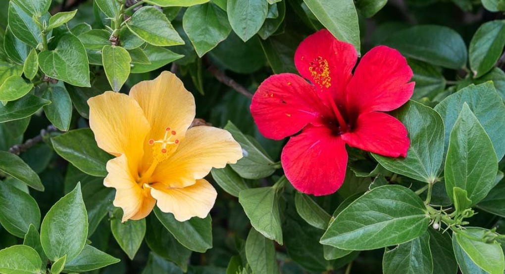 Πείτε τους χρόνια πολλά...