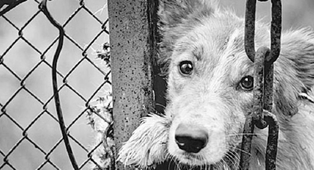 ΥπΑΑΤ Μ.Βορίδης: Αυστηροί έλεγχοι και βαριά πρόστιμα για την κακομεταχείριση ζώων