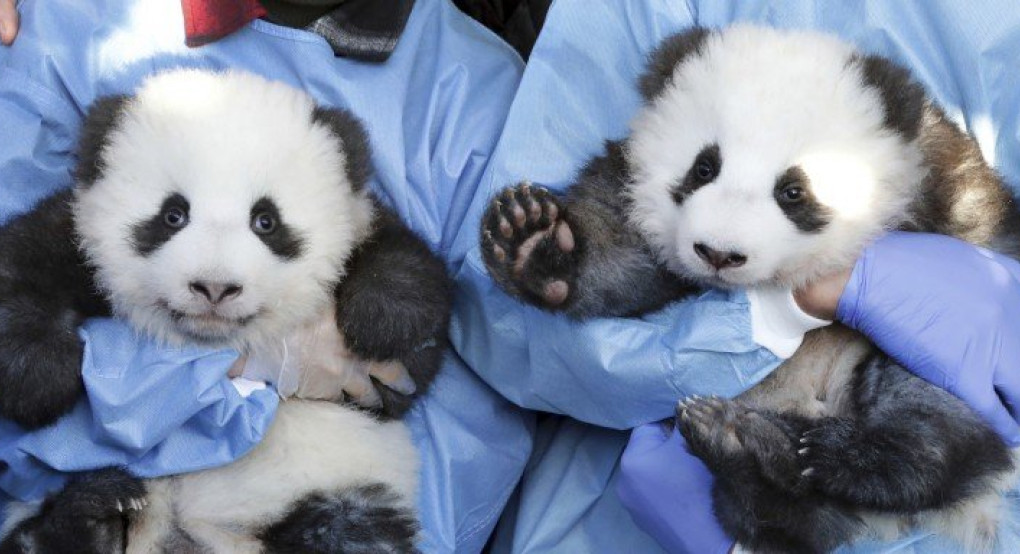 «Βαφτίστηκαν» τα δύο γιγαντιαία πάντα που γεννήθηκαν στον Ζωολογικό Κήπο του Βερολίνου 