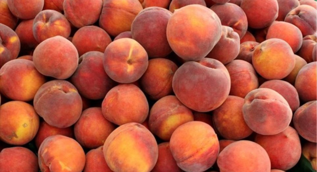 Τζάκρη: «Κατάφωρη αδικία για τους παραγωγούς συμπύρηνων ροδακίνων η ανακοίνωση για την καταβολή ενισχύσεων deminimis μόνο σε επιτραπέζια ροδάκινα-νεκταρίνια»