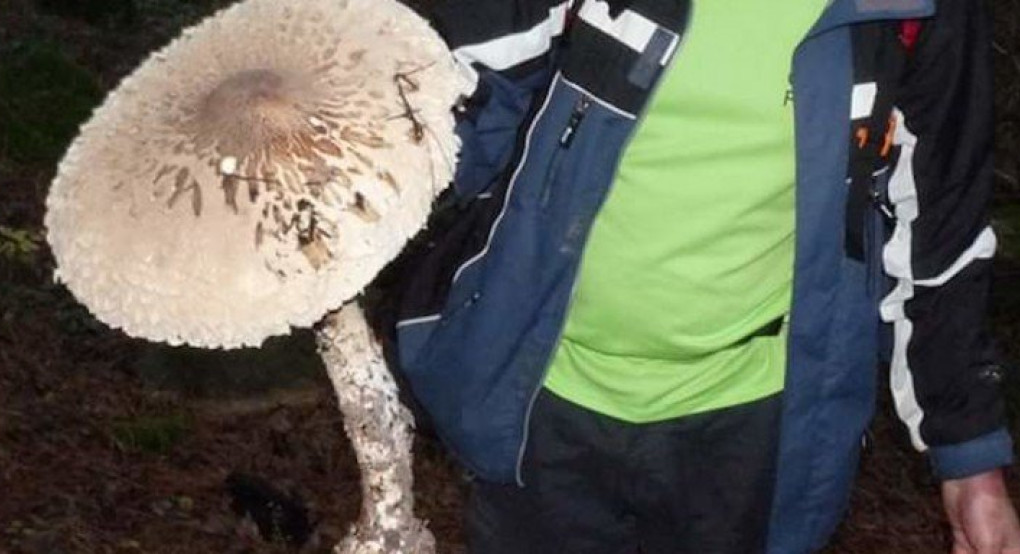 Ξάνθη: Μανιτάρι-γίγας!