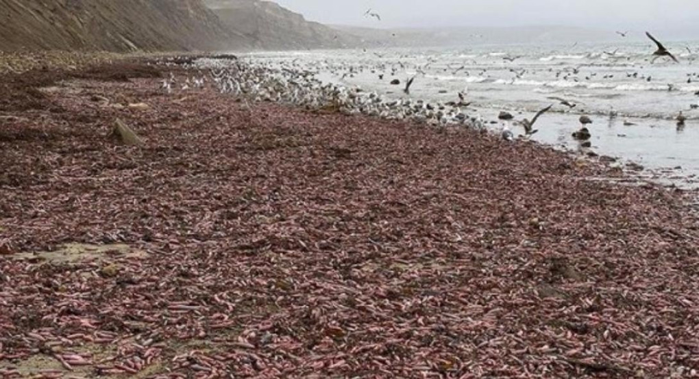 Παραλία γέμισε ψάρια σε σχήμα... πέους! (pics)