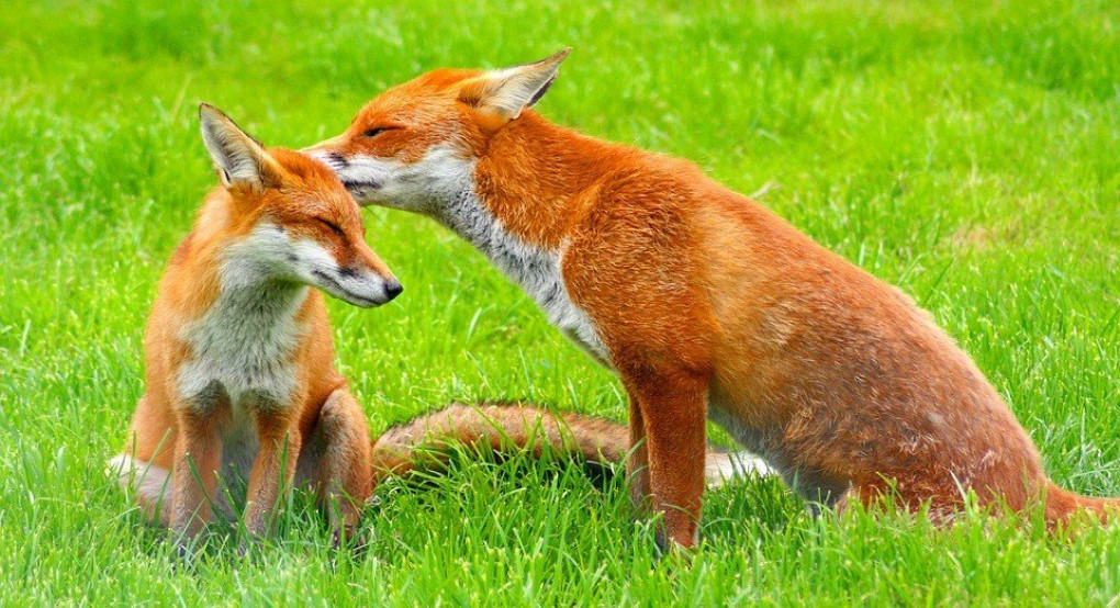 Ανακοίνωση για την ενεργητική επιτήρηση των κόκκινων αλεπούδων κατά της λύσσας μετά την εμβολιαστική εκστρατεία φθινοπώρου 2019  