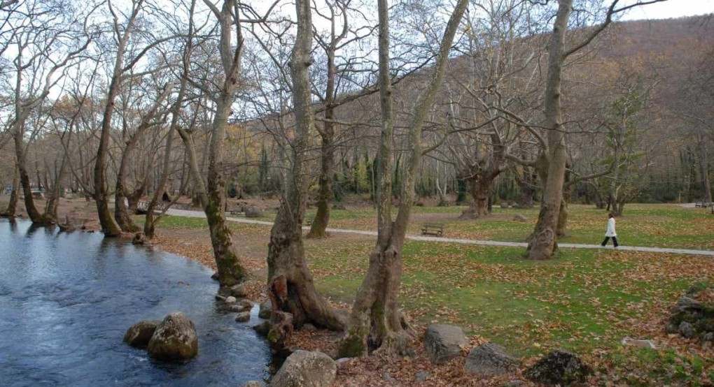 Άγιος Νικόλαος Νάουσας: τι προκαλεί την πρόωρη φυλλόπτωση στα πλατάνια Άγιος Νικόλαος Νάουσας: τι προκαλεί την πρόωρη φυλλόπτωση στα πλατάνια