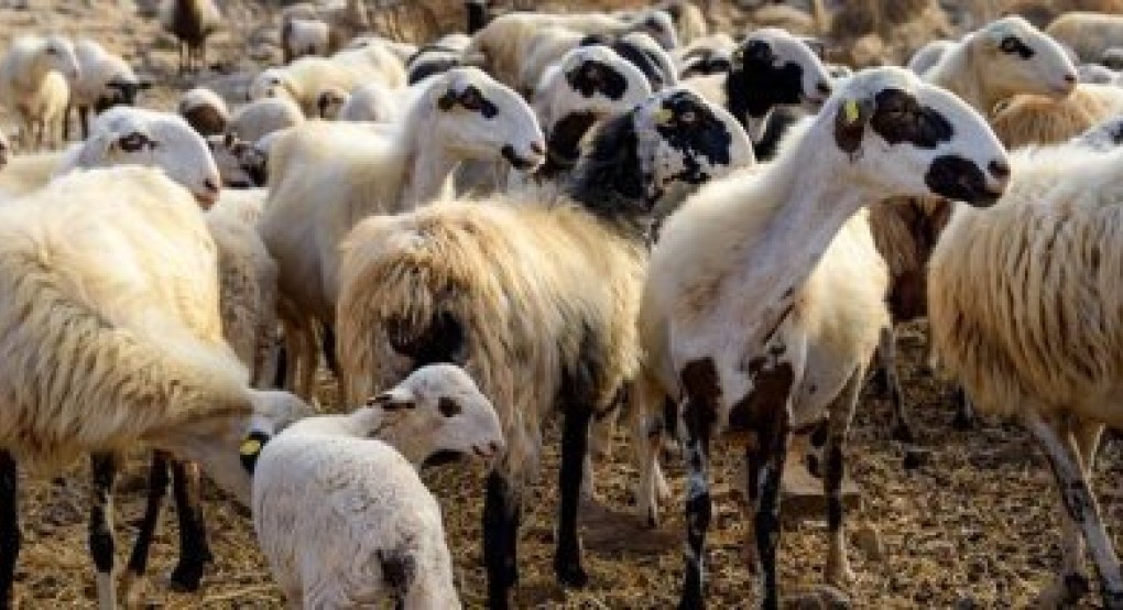 «Χτύπησε» και τα αιγοπρόβατα της Κρήτης η πανώλη των μικρών μηρυκαστικών «Χτύπησε» και τα αιγοπρόβατα της Κρήτης η πανώλη των μικρών μηρυκαστικών