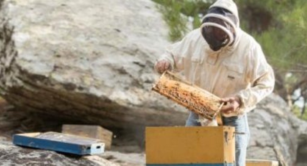 Υποχρεωτικές οι δηλώσεις κατεχομένων κυψελών έως τις 20 Νοεμβρίου