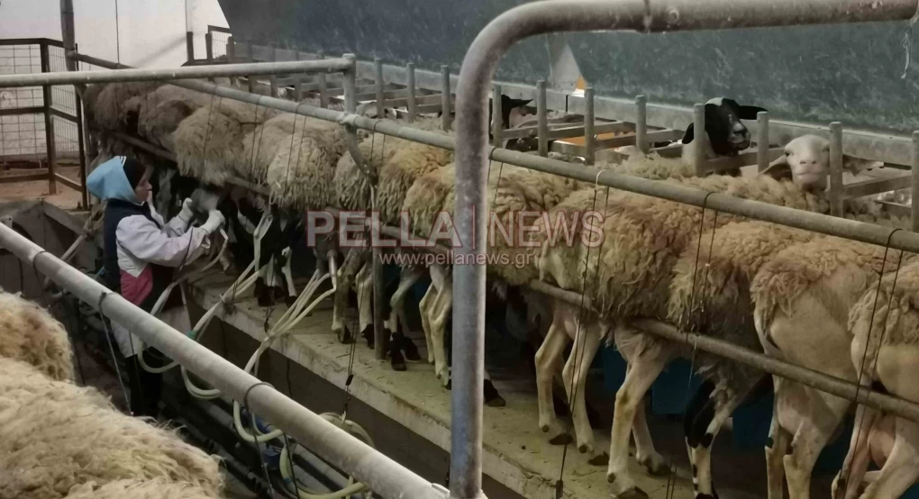 Ανησυχία για την ευλογιά των προβάτων στην Πέλλα: Άλλα δύο ύποπτα κρούσματα εντόπισε η υπηρεσία