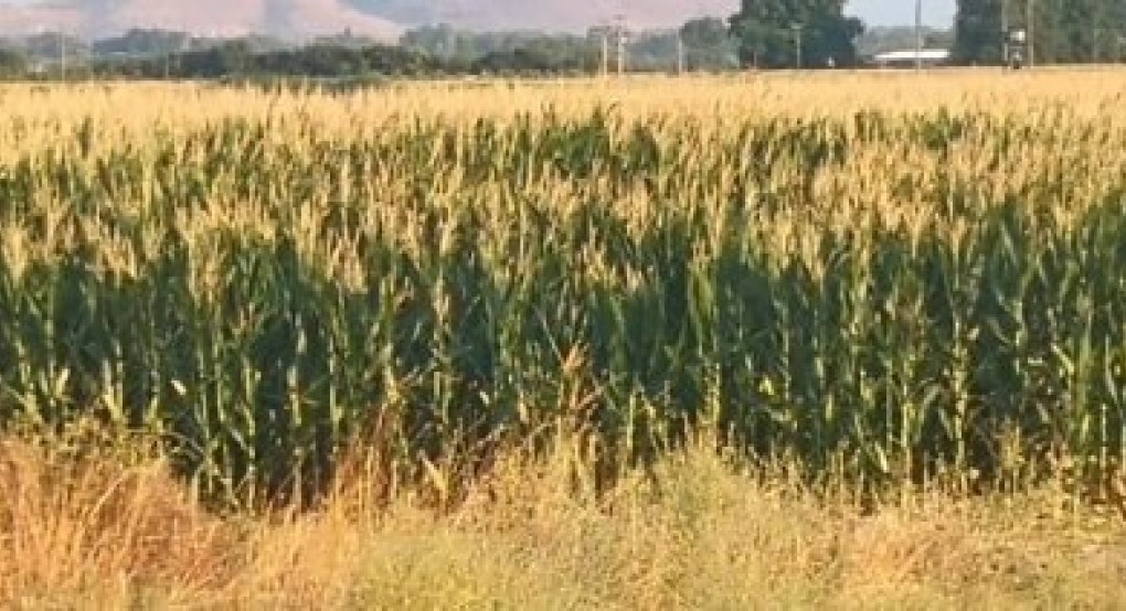 Η λειψυδρία οδηγεί τους παραγωγούς αραβοσίτου εκτός ορίων της συνδεδεμένης ενίσχυσης Η λειψυδρία οδηγεί τους παραγωγούς αραβοσίτου εκτός ορίων της συνδεδεμένης ενίσχυσης