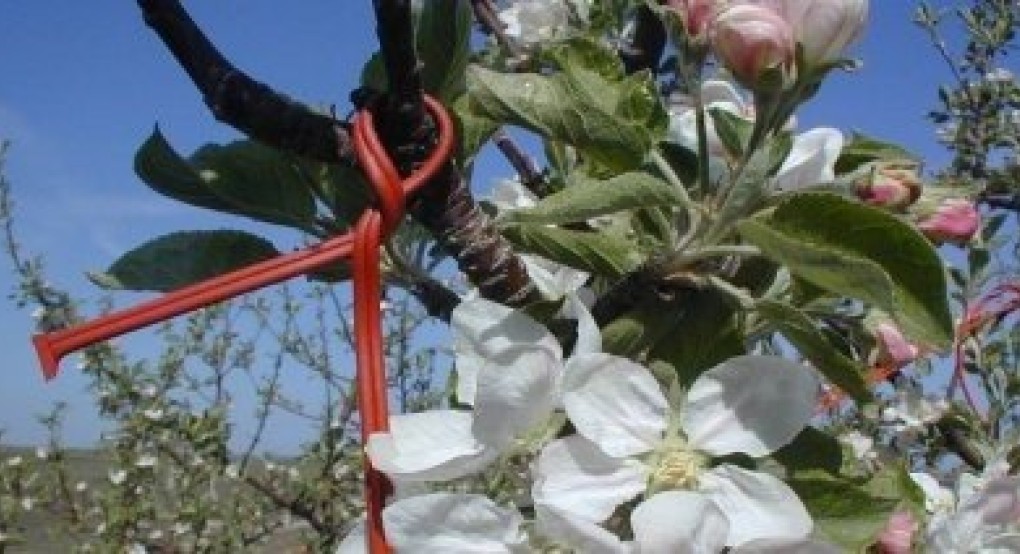Έως 31 Οκτωβρίου, για το φετινό «Κομφούζιο», η έκδοση παραστατικών αγοράς φερομονικών σκευασμάτων Έως 31 Οκτωβρίου, για το φετινό «Κομφούζιο», η έκδοση παραστατικών αγοράς φερομονικών σκευασμάτων