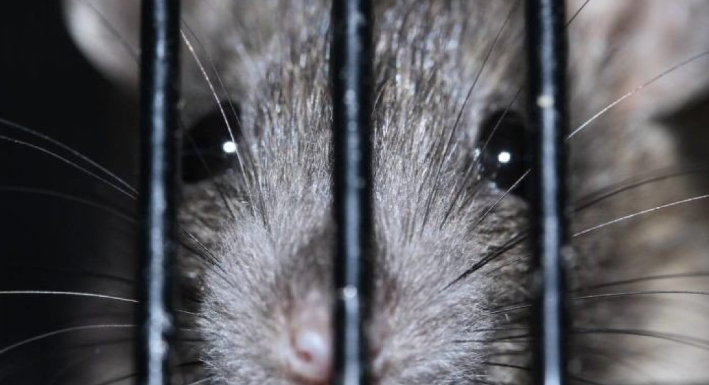 Αρουραιόπληκτη κηρύχθηκε η Περιφερειακή Ενότητα Λάρισας