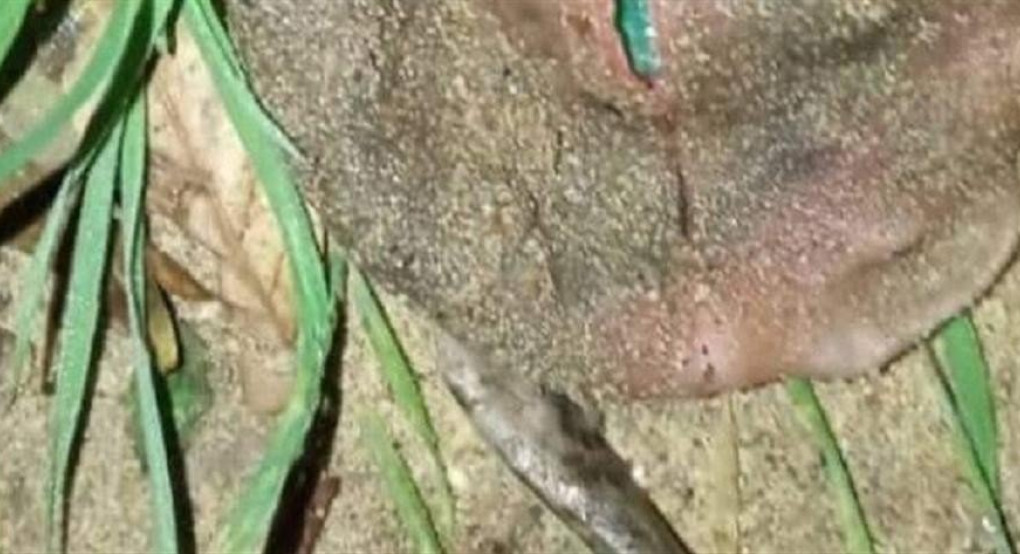 Ηλεία: "εξωγήινο" πλάσμα με μπλε μάτι βρέθηκε σε αυλή (εικόνες)