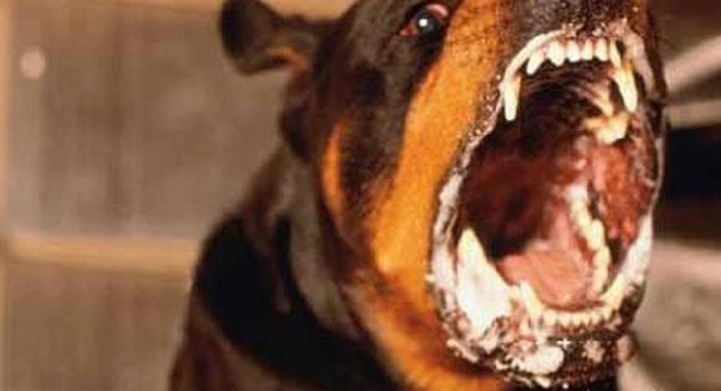 Νεογέννητο κατασπαράχθηκε από σκυλιά μέσα σε νοσοκομείο