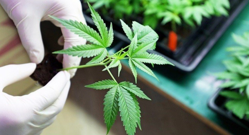 Η Σκύδρα στο επίκεντρο της παραγωγής φαρμακευτικής κάνναβης