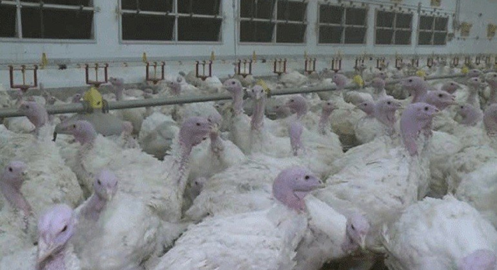 Πολωνία: Κρούσματα της γρίπης των πτηνών H5N8 σε μονάδες όπου εκτρέφονται γαλοπούλες