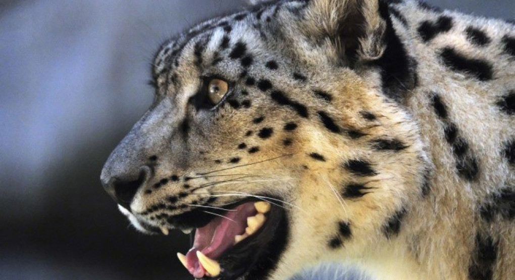 Λεοπάρδαλη κατασπάραξε πεντάχρονο αγοράκι