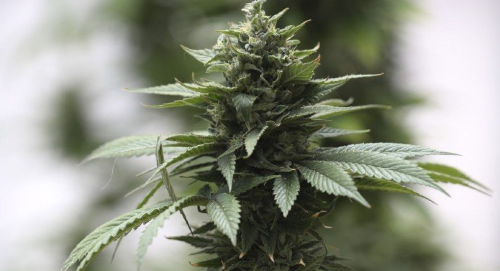 Ιταλία: «Πράσινο φως» στη χρήση κάνναβης στα τρόφιμα