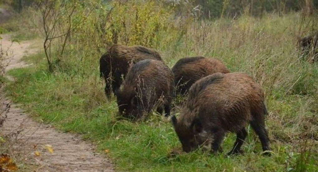 Δασαρχείο Αριδαία:δίωξη ημίαιμων μη δεσποζόμενων χοίρων και αγριόχοιρων στην περιοχή Θεοδοράκι-Μηλιά-Χρυσή