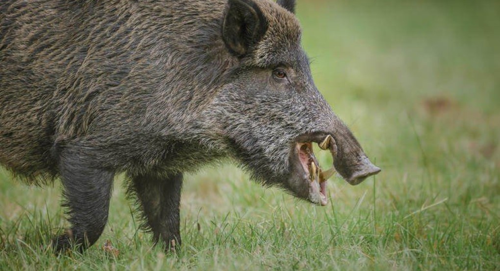 Αγριογούρουνο έστειλε κτηνοτρόφο στο Νοσοκομείο Γρεβενών