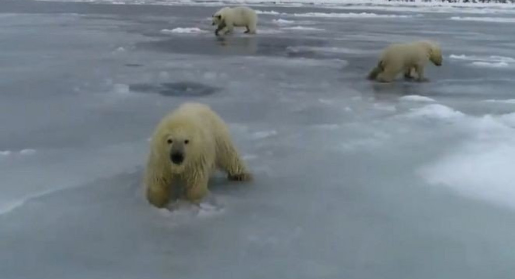 Κλιματική αλλαγή: Πολικές αρκούδες προσπαθούν να σταθούν στον πάγο που λιώνει