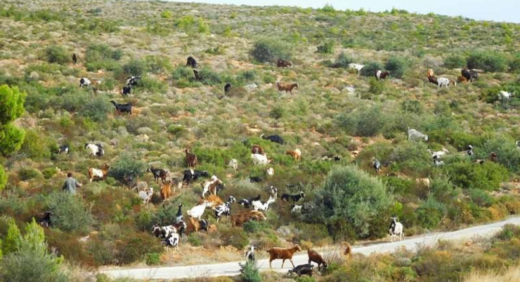Θρήνος στο Μελενικίτσι Σερρών: Νεκρός βρέθηκε 50χρονος κτηνοτρόφος