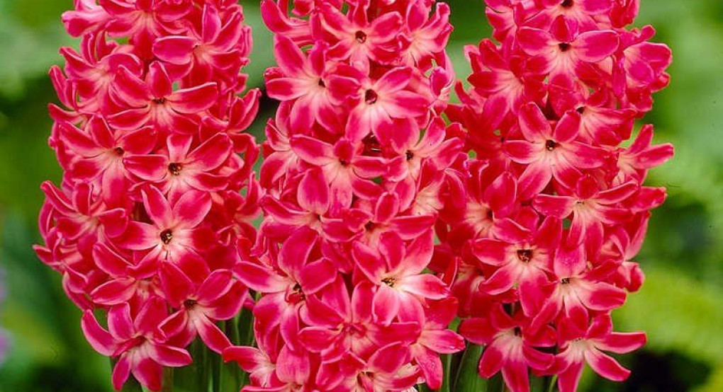 Πείτε τους χρόνια πολλά...