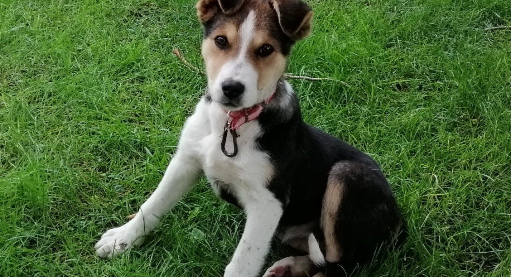 Χαρίζεται το κουτάβι της φωτογραφίας