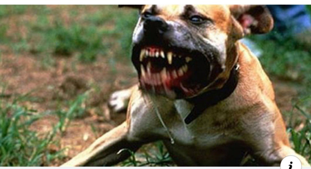 Τραγωδία στο Βόλο - Πιτ μπουλ κατασπαραξε γυναίκα 