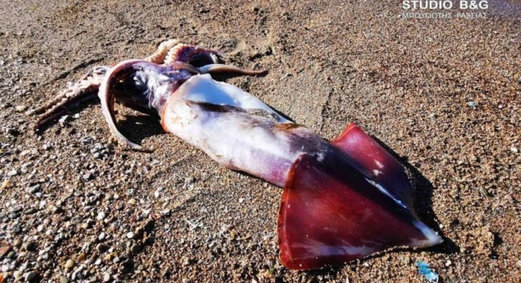 Καλαμάρι γίγας εντοπίστηκε στο Ναύπλιο! 