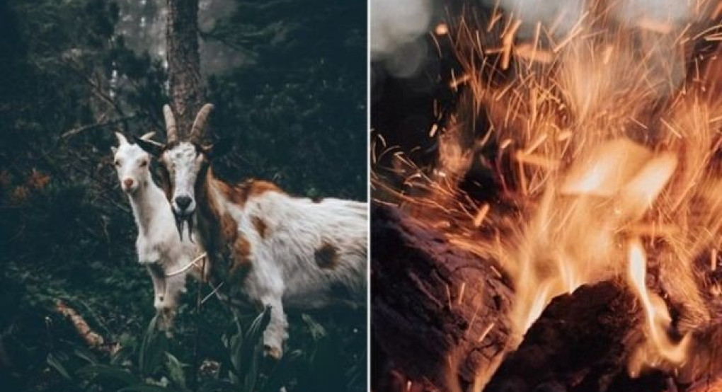 Eπιστρατεύονται κατσίκες για την πρόληψη των δασικών πυρκαγιών