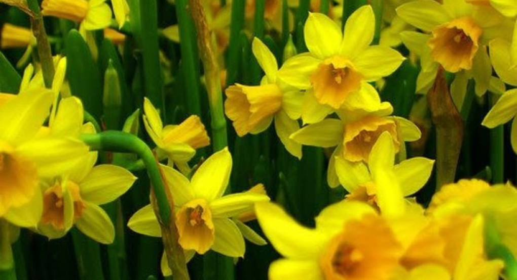 Πείτε τους χρόνια πολλά...