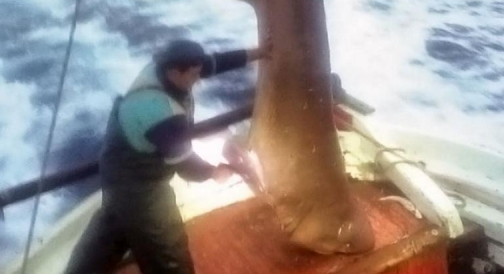 Στα δίχτυα των ψαράδων ένα “θηρίο” 400 κιλών – Το ύψος του ξεπερνούσε τα 5 μέτρα (φωτο)