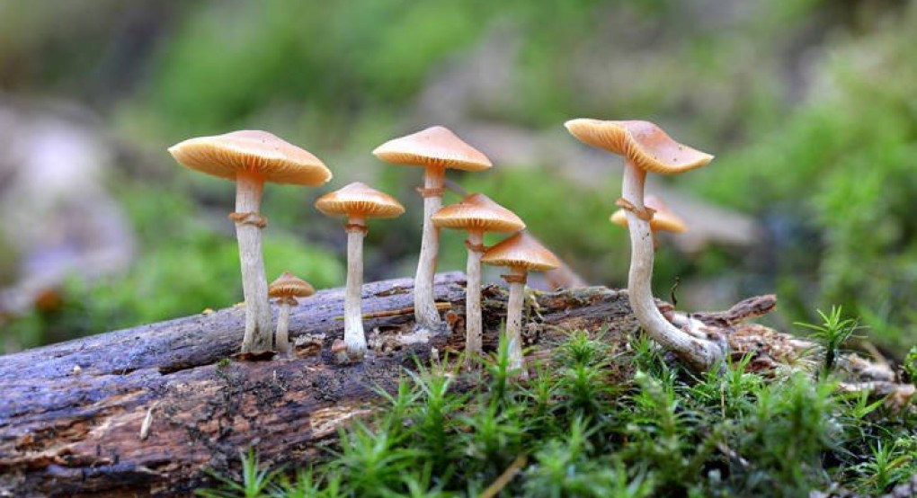 Πώς τα «μαγικά μανιτάρια» μπορούν να αξιοποιηθούν κατά των ψυχικών διαταραχών
