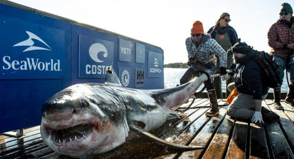 Καρχαρίας-γίγας επισκέφθηκε το Μαϊάμι για τα Χριστούγεννα -Τον ονόμασαν Ironbound 