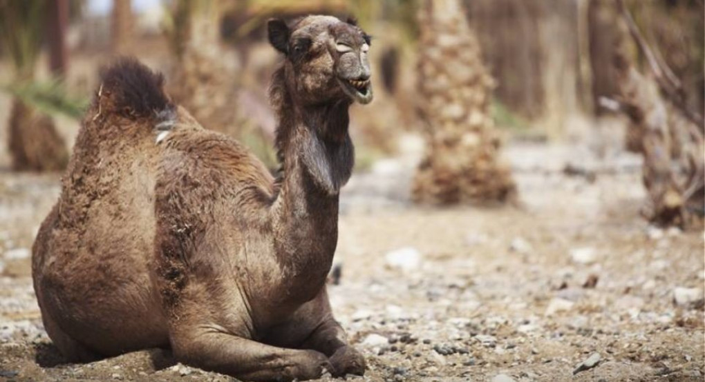 Αυστραλία: Χιλιάδες καμήλες θα θανατωθούν επειδή «πίνουν πολύ νερό»