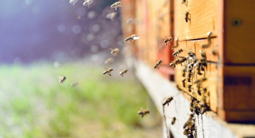 ΕΕ: Η Επιτροπή απαγόρευσε τη χρήση εντομοκτόνου που θεωρείται επιβλαβές για τις μέλισσες 