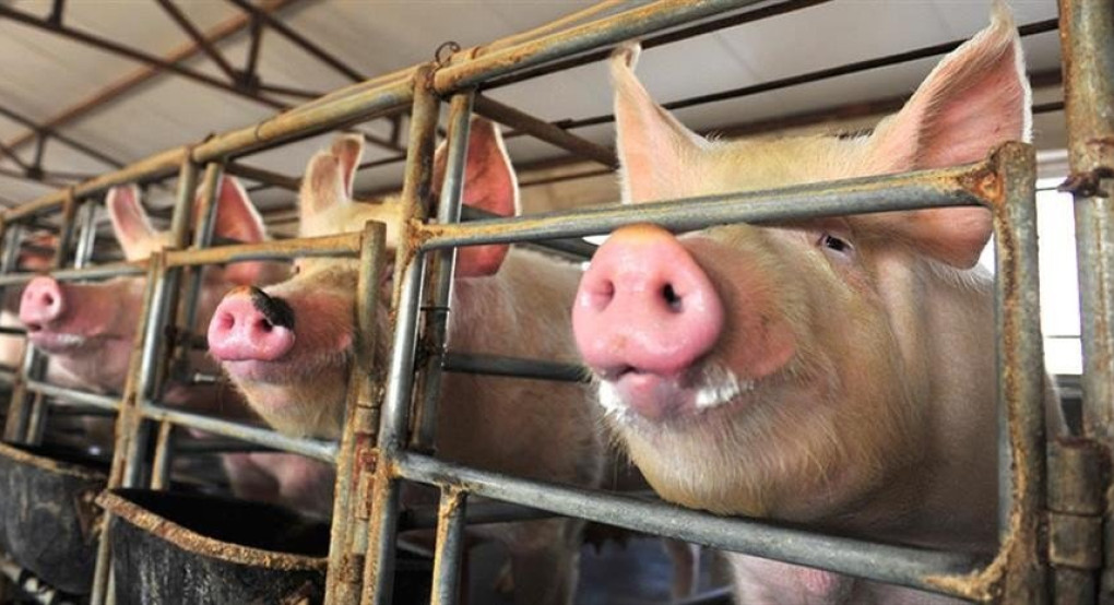 Νέες εστίες Αφρικανικής Πανώλης των Χοίρων σε Βουλγαρία, Ρουμανία, Σερβία και Μολδαβία