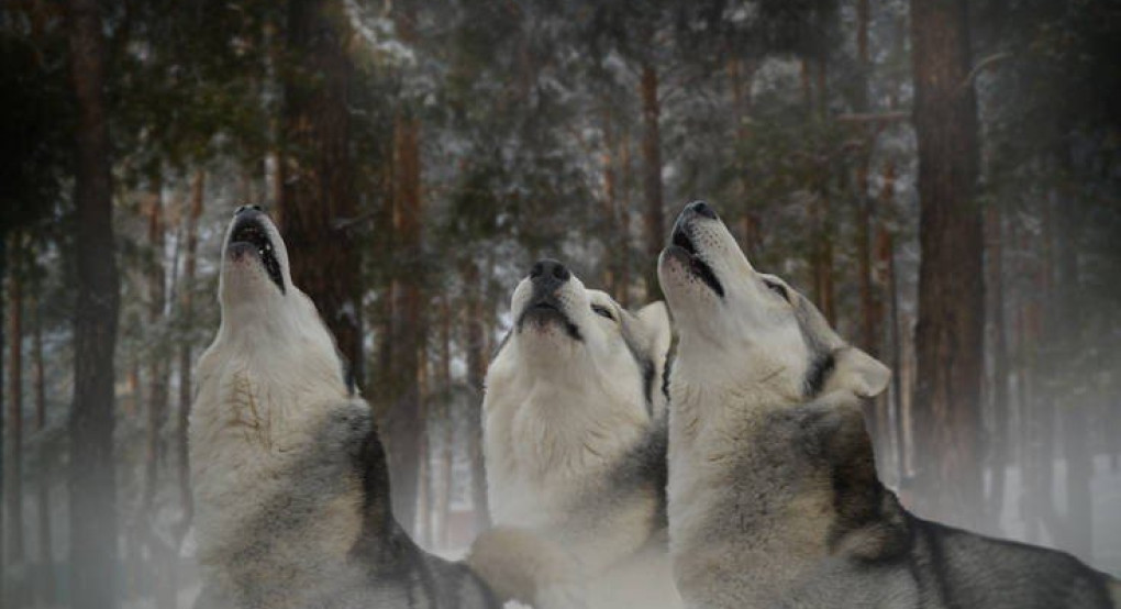 Αυτός είναι ο λόγος που τα ζώα απέκτησαν ήχο