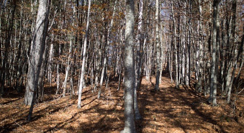  Κτηνωδία στην Τεγέα: Κρέμασαν σκύλο με σύρμα από δέντρο