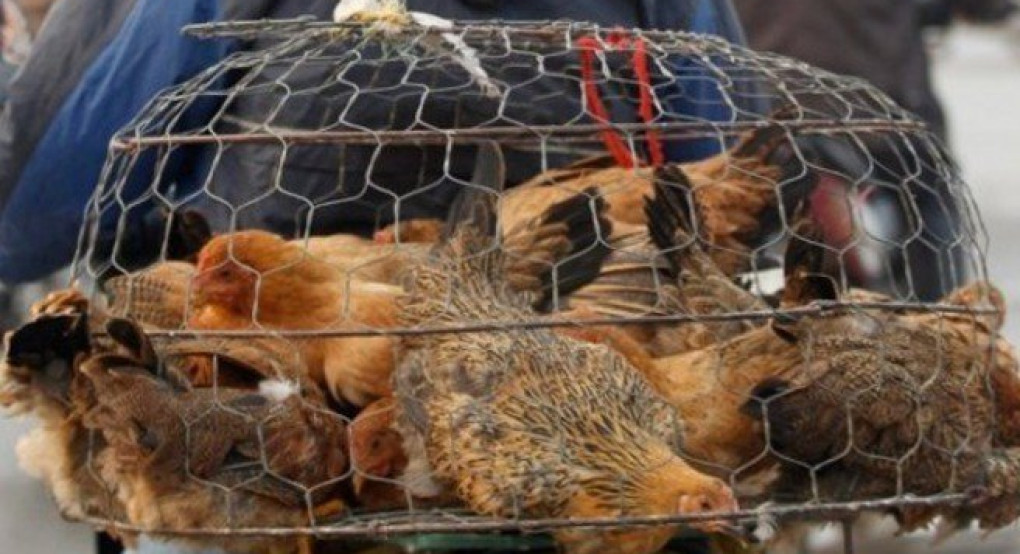 Ρουμανία: Επιδημία της γρίπης των πτηνών σε αγρόκτημα