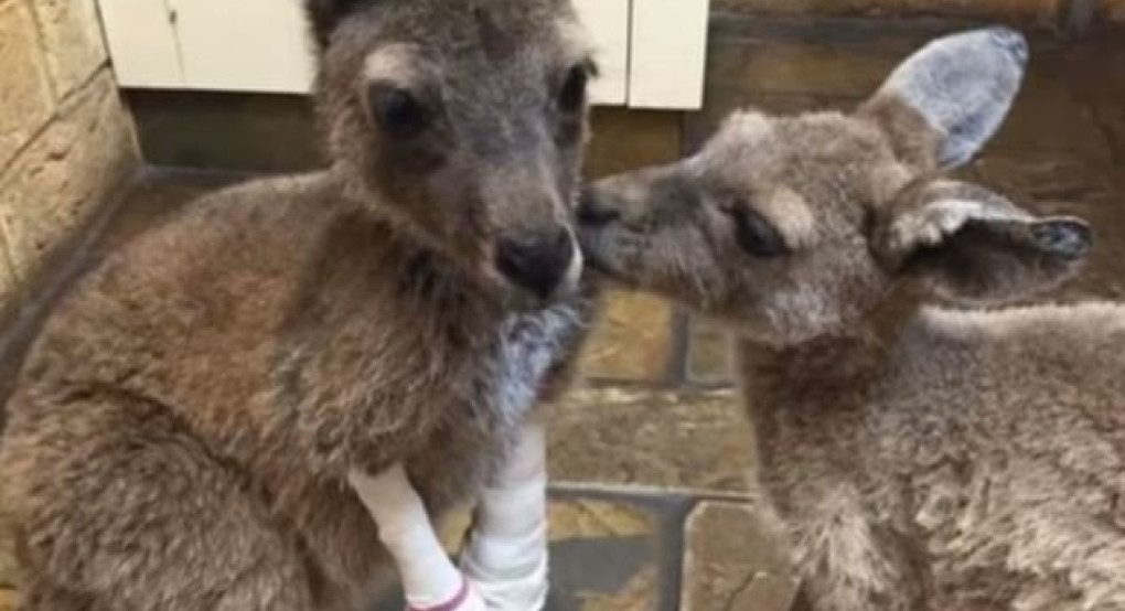 Ορφανό καγκουρό δεν σταματάει να αγκαλιάζει το αδελφάκι του που σώθηκε από τη φωτιά
