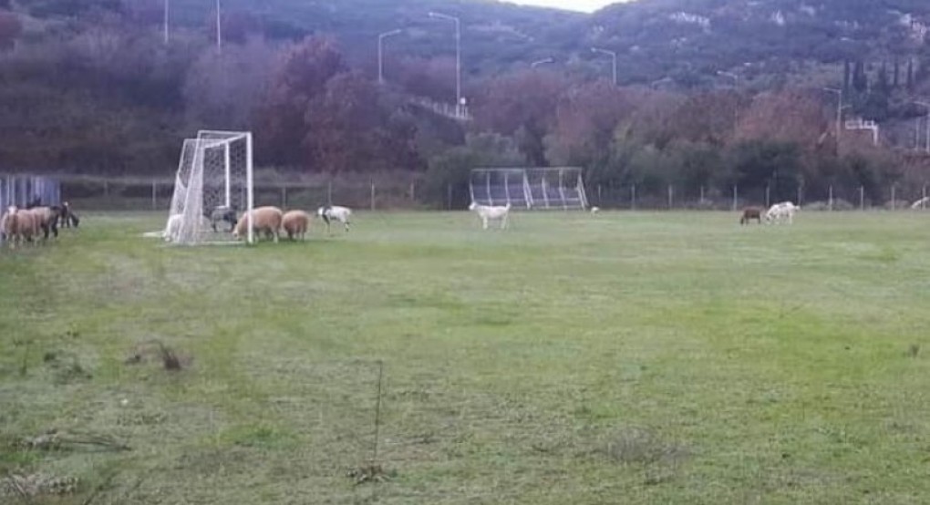 Κοπάδι αιγοπροβάτων στην Ηγουμενίτσα έφαγε χλοοτάπητα αξίας 150.000 ευρώ! 