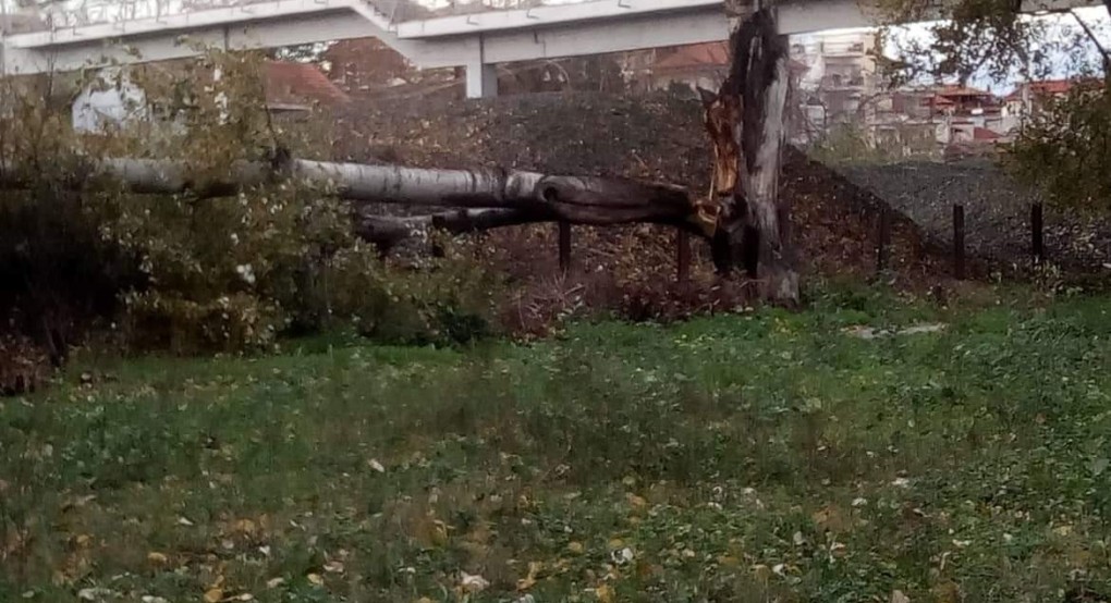 Έσπασε δέντρο από τον αέρα!! 