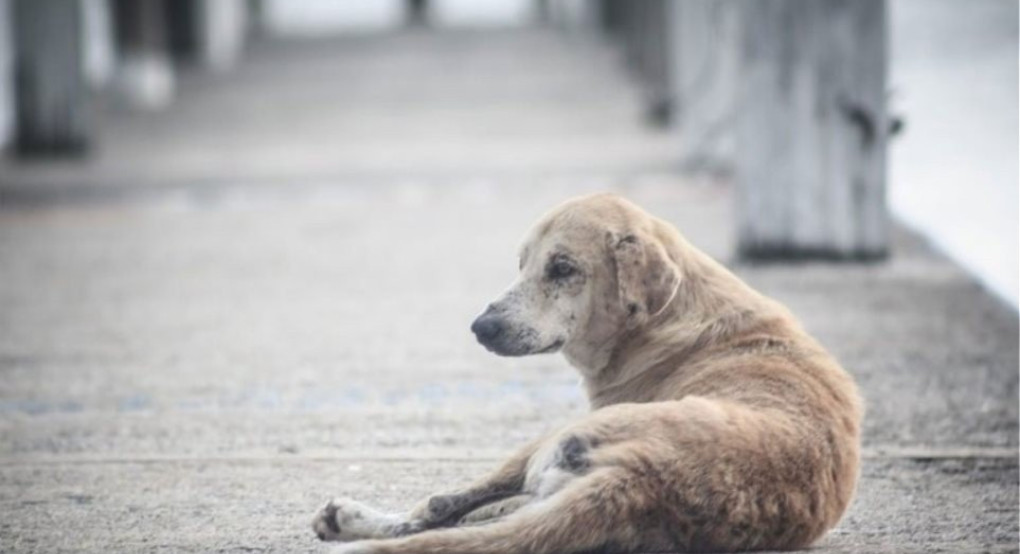 Καρδίτσα: Εμπρησμός με θύματα σκυλιά σε χώρο για ανεμογεννήτριες